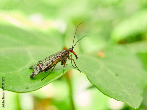 Fly on a leaf of a plant. Scorpion fly genus Panorpa
