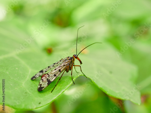Fly on a leaf of a plant. Scorpion fly genus Panorpa © Macronatura.es