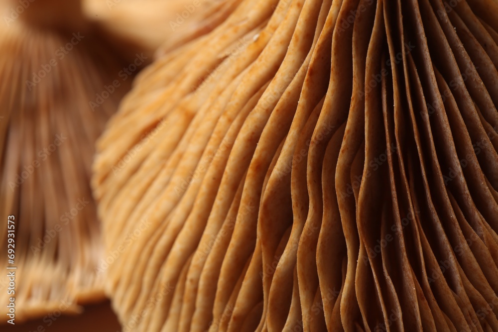 Raw forest mushrooms as background, macro view