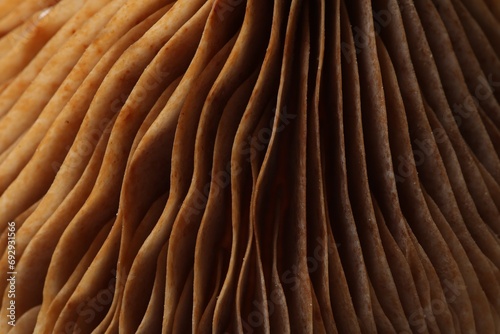Raw forest mushroom as background, macro view