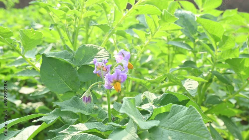 Potato flower in vegetable garden. It is starchy tuber of the plant Solanum tuberosum. Green healthy leaves of young potato plant. The potato is a root vegetable native to the Americas. Potato flower in vegetable garden. It is starchy tuber of the plant Solanum tuberosum. Green healthy leaves of young potato plant. The potato is a root vegetable native to the Americas.