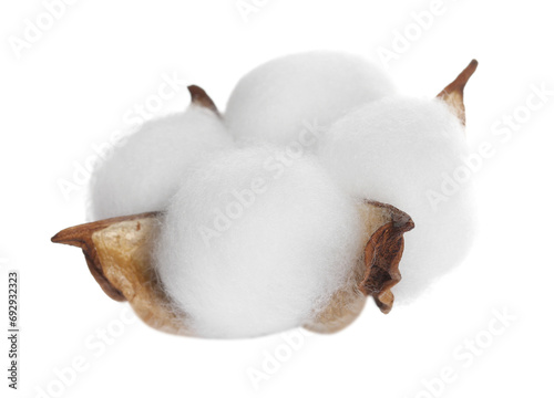 Εκτύπωση καμβά Beautiful fluffy cotton flower isolated on white
