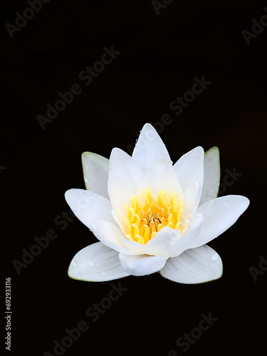 White waterlily, Nymphaea alba, also known as European white water lily or white nenuphar, wild aquatic flowering plant from Finlnad