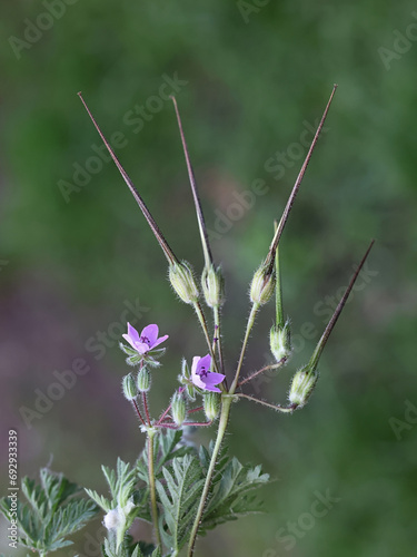 Common Storks­bill, Erodium cicutarium, also called Redstemmed filaree or Redstem stork’s bill, wild flowering plant from Finland