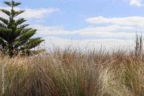 long landscaping grasses and norfolk pine against blue sky in coastal landscape