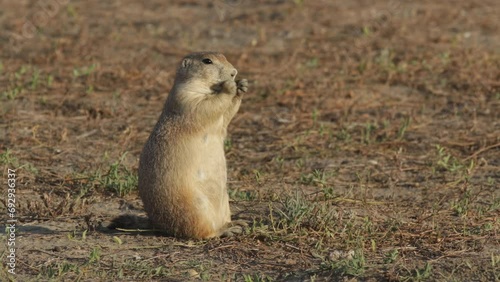 Wild Prairie Dog Foraging in the Grasslands of America, cute and plump