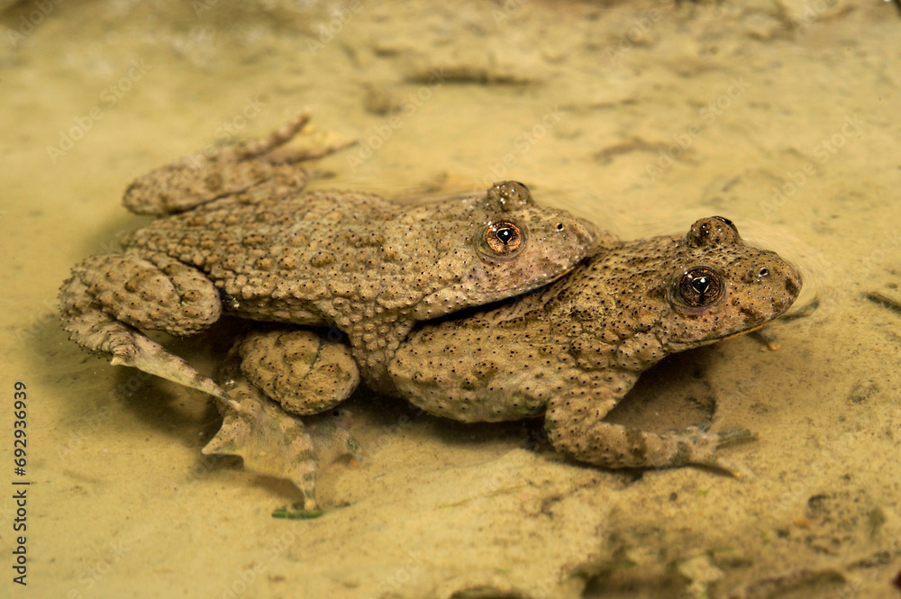 Obraz premium Gelbbauchunke // Yellow-bellied toad (Bombina variegata)