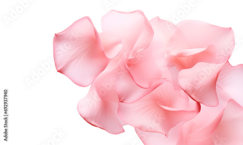 Pétalos de flores rosas en fondo transparente.