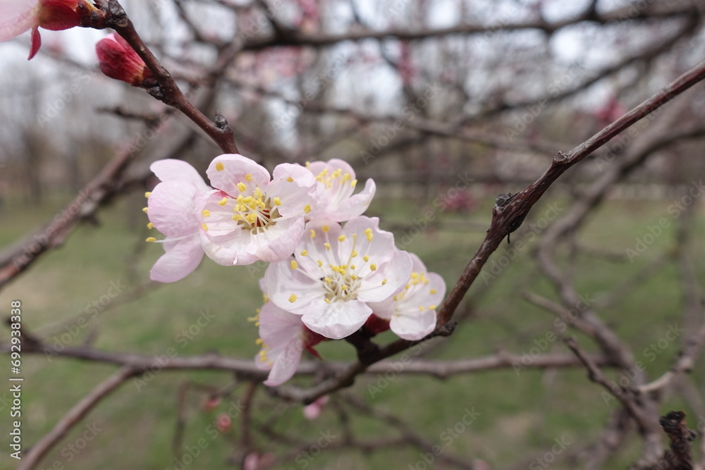 Several pinkish white flowers of apricot tree in March Several pinkish white flowers of apricot tree in March