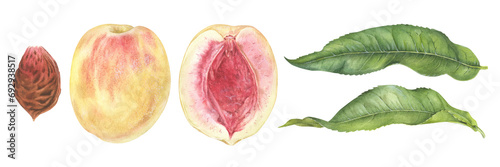 Peach Set Watercolor illustration. Fruit half with seed and leaves. Hand drawn clip art on isolated white background. Painting of sweet food. Botanical drawing of summer plant © Ekaterina