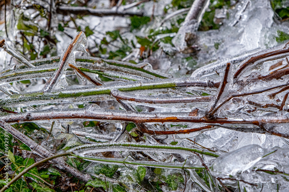 Tree branch covered with ice. Glaciated tree branches, consequences after freezing rain.