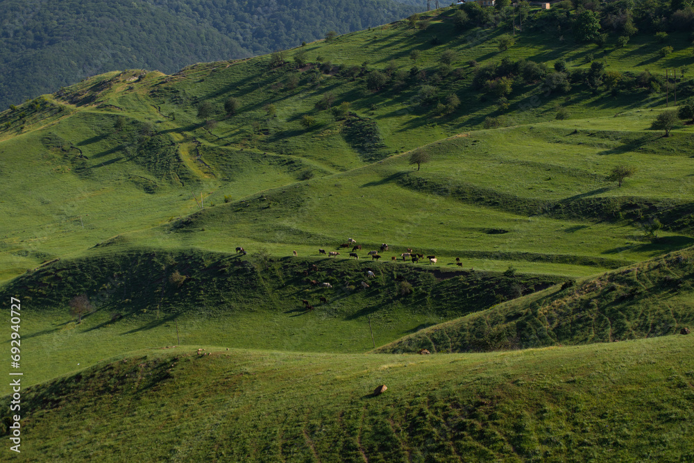 Cows grazing on the grass covered  hills, Summer, Azerbaijan