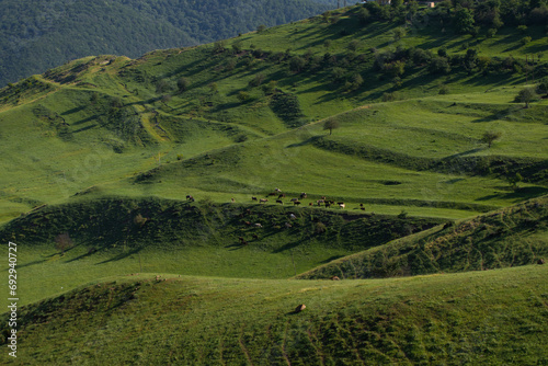 Cows grazing on the grass covered  hills  Summer  Azerbaijan