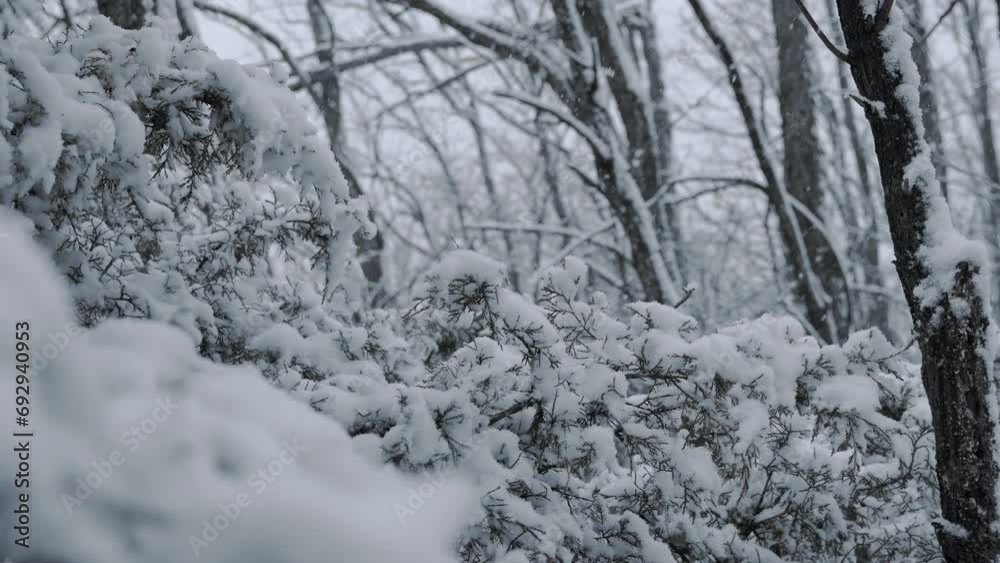 Winter Wonderland Fresh Snow Falling On Trees In Forest Winter Wonderland Fresh Snow Falling On Trees In Forest