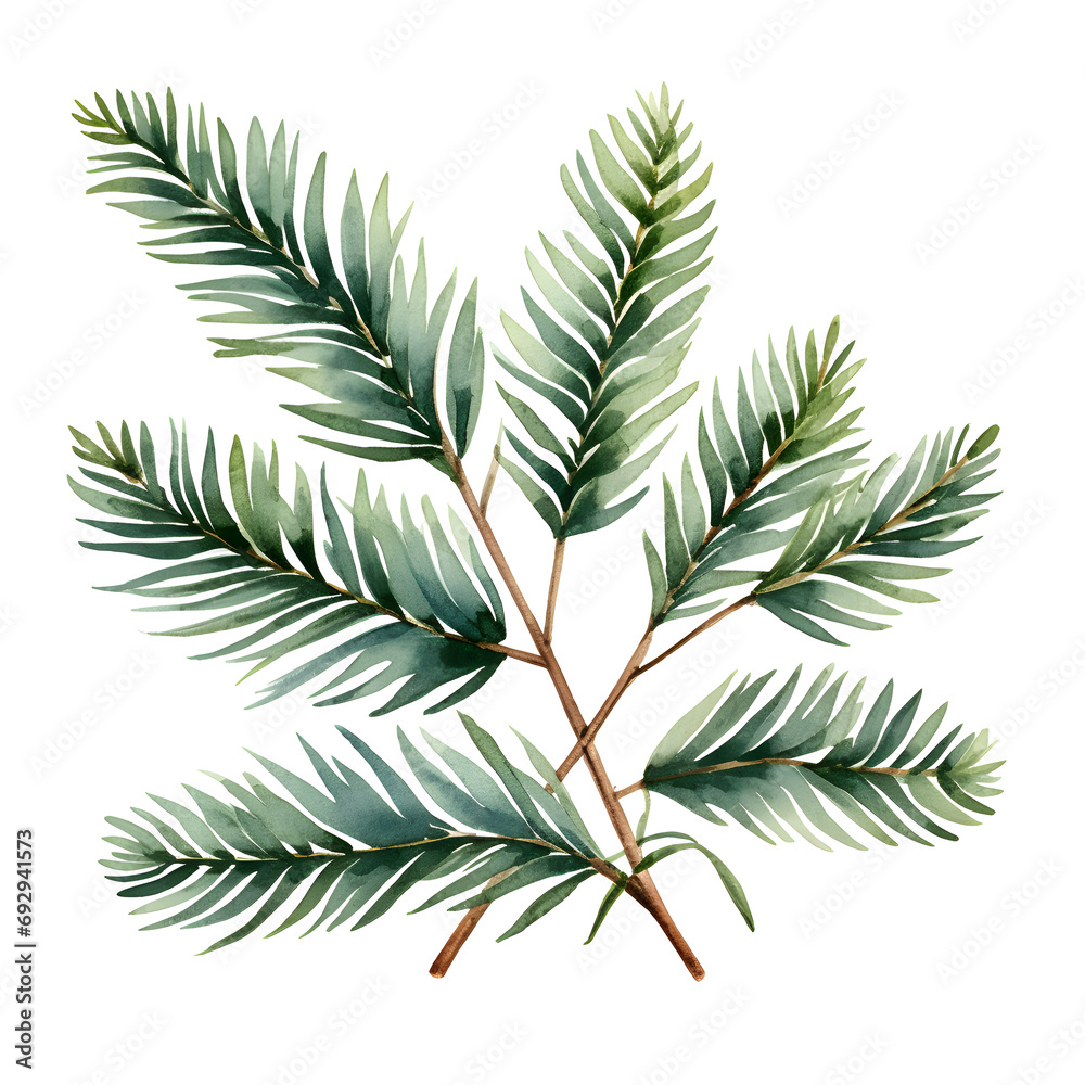 Fototapeta premium Spruce Branches, Christmas, watercolor painting