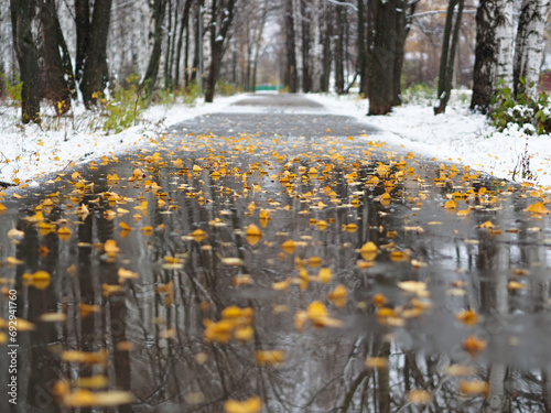 Yellow fallen leaves on the path. Late fall. First snow. Reflections
