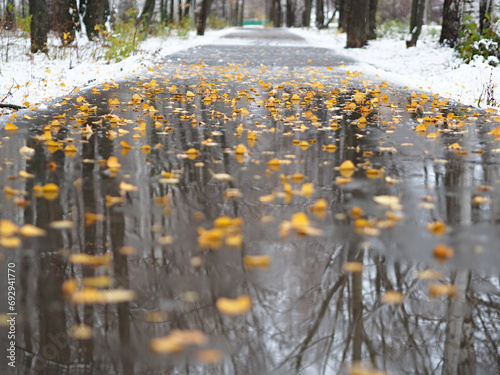 Yellow fallen leaves on the path. Late fall. First snow. Reflections