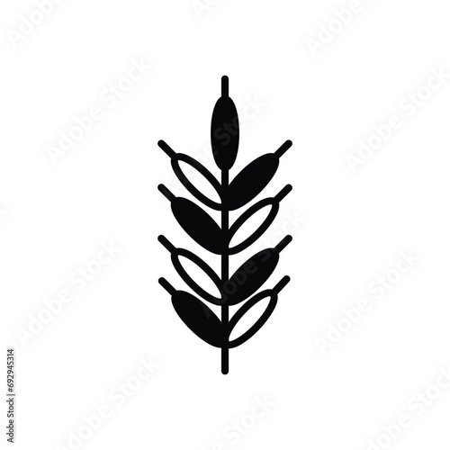 rice paddy icon with white background vector stock illustration