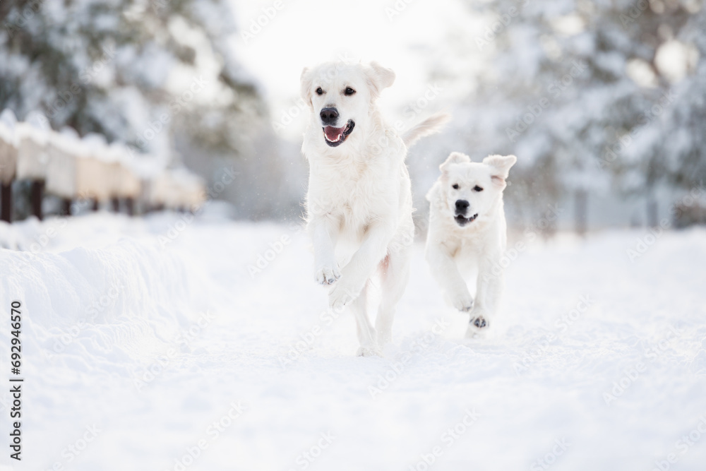 happy golden retriever dog and puppy running outdoors in winter happy golden retriever dog and puppy running outdoors in winter
