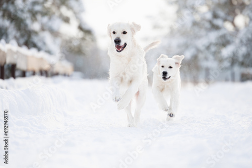 happy golden retriever dog and puppy running outdoors in winter