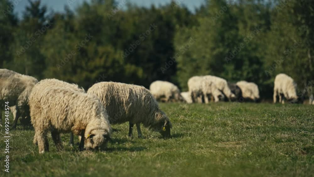 Flock of Sheep Graze on the Meadow in Bosnia. Concept of Farming and Agriculture Flock of Sheep Graze on the Meadow in Bosnia. Concept of Farming and Agriculture