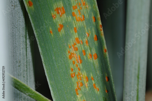 Braunrost,  Puccinia recondita,  Roggen, Winterroggen, Blattbefall photo