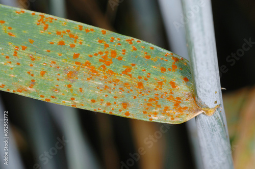 Braunrost,  Puccinia recondita,  Roggen, Winterroggen, Blattbefall photo