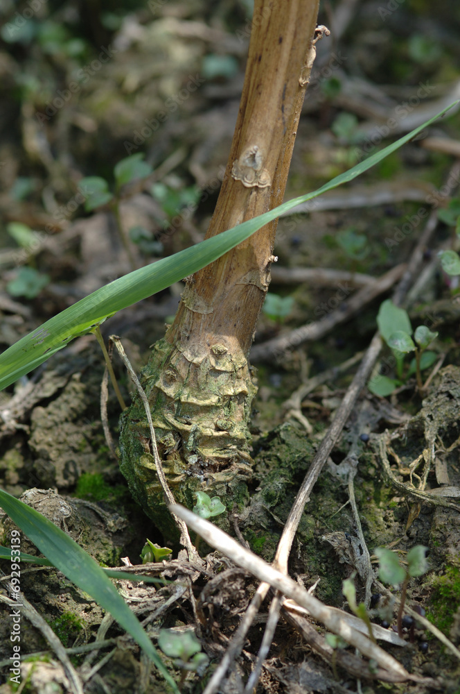 Wurzelhals-und Stängelfäule, Phoma lingam, Symptome, Einschnürungen, Verdickungen am Wurzelhals Einzelpflanzen, Stängel, Frühjahr, Sommer, Teilansicht, Nahaufnahme, Makro Wurzelhals-und Stängelfäule, Phoma lingam, Symptome, Einschnürungen, Verdickungen am Wurzelhals Einzelpflanzen, Stängel, Frühjahr, Sommer, Teilansicht, Nahaufnahme, Makro