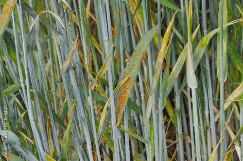 Braunrost, Puccinia recondita, Winterroggen photo