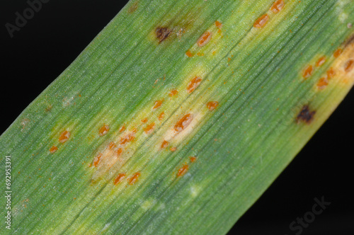 Zwergrost,  Puccinia hordei,  Gerste photo