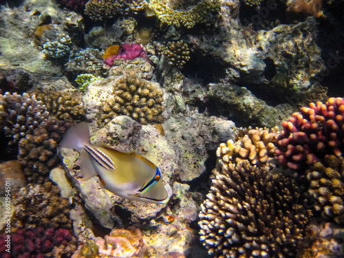 Rhinecanthus assasi in the expanses of the coral reef of the Red Sea photo