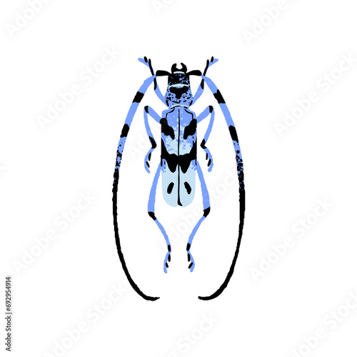 Rosalia Longicorn, alpine longhorn beetle. Blue bug with spotted camouflage. Small patterned insect. Arthropod animal. Forest fauna. Flat isolated hand drawn vector illustration on white background
