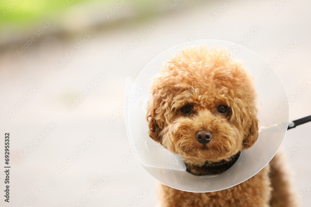 Cute Maltipoo dog with Elizabethan collar outdoors, closeup. Space for text Cute Maltipoo dog with Elizabethan collar outdoors, closeup. Space for text