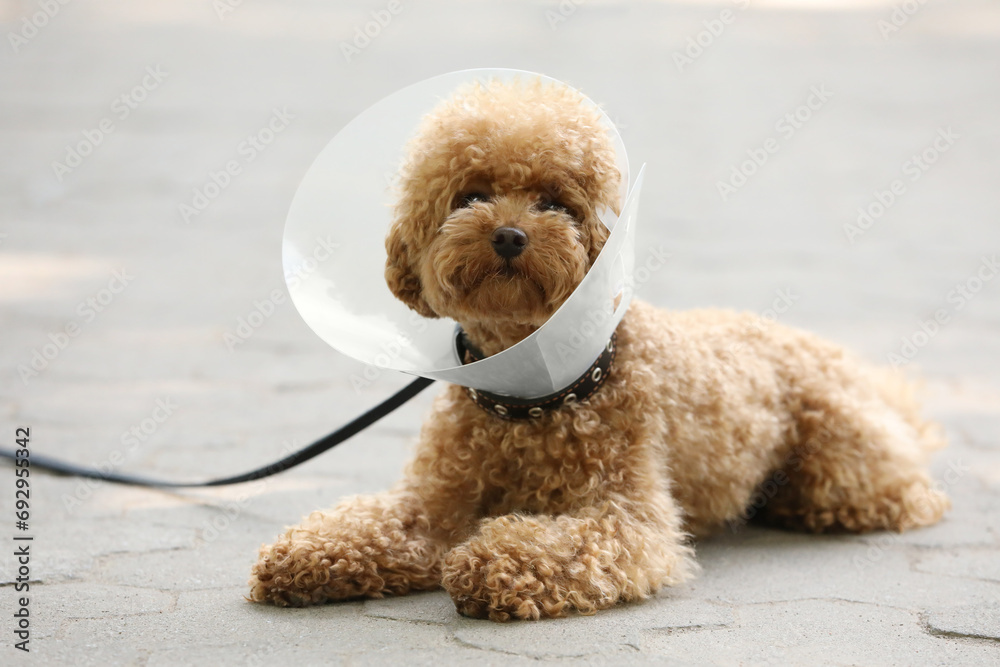 Cute Maltipoo dog with Elizabethan collar lying on pavement outdoors Cute Maltipoo dog with Elizabethan collar lying on pavement outdoors