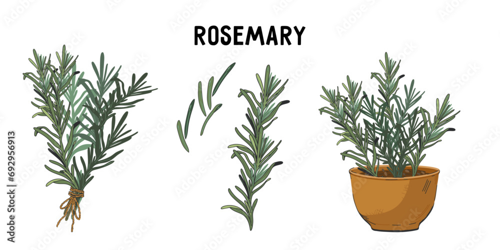 Design set of rosemary plant icons for food and spice labels, and herbal tea or rosemary oil packs design, hand drawn style vector illustration isolated on white background. - obrazy, fototapety, plakaty 