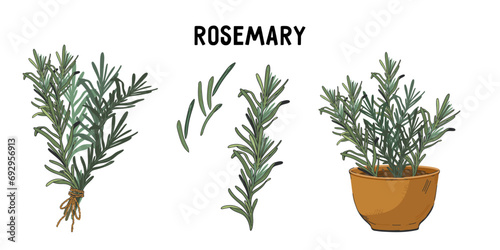 Design set of rosemary plant icons for food and spice labels, and herbal tea or rosemary oil packs design, hand drawn style vector illustration isolated on white background.