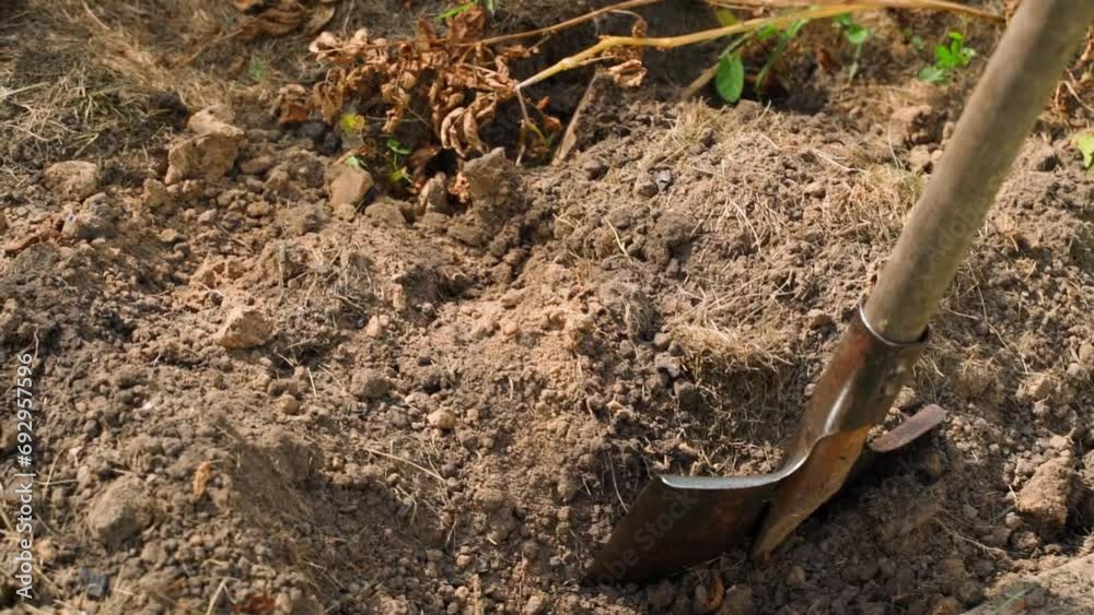 Shovel in the soil of a vegetable garden bed and a harvest of dug up potatoes