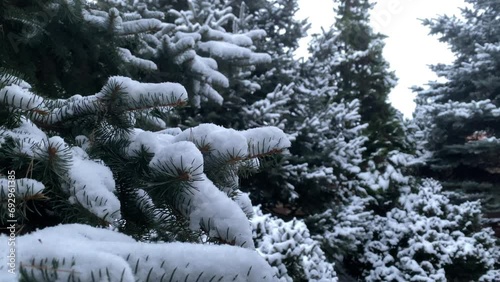 A Christmas tree in the snow 