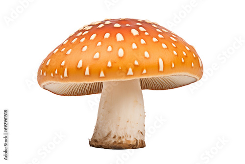 Savoring Unique Dushbere isolated on transparent background