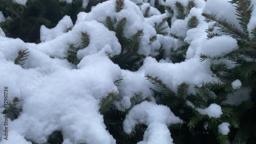 A Christmas tree in the snow 