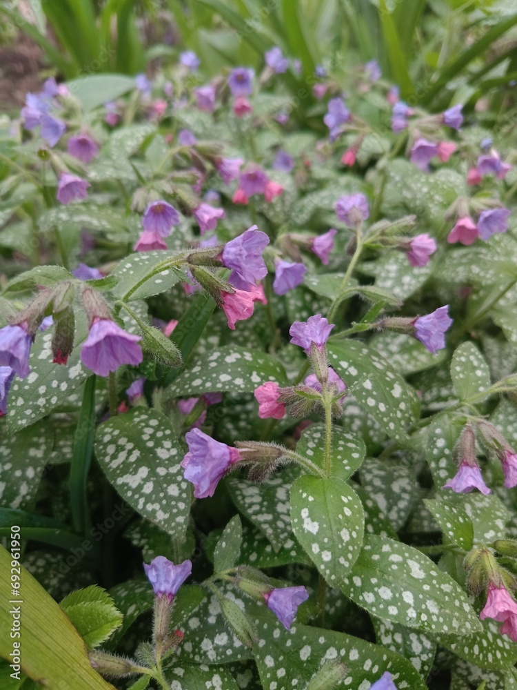 a delicate pink and purple flowering garden plant.Blooming Honeydew or Pulmonaria. floral wallpaper. a delicate pink and purple flowering garden plant.Blooming Honeydew or Pulmonaria. floral wallpaper.