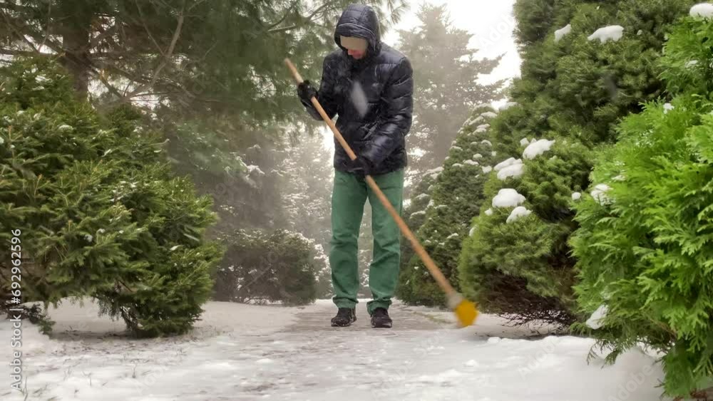 A man sweeps a path among snow-covered pine trees. It's snowing. Snowfall A man sweeps a path among snow-covered pine trees. It's snowing. Snowfall