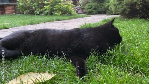 black cat Petting, Cat owner, catblack, animal, pet