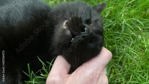 the cat is scratching behind the ear, the black cat is enjoying himself.