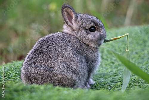 Little rabbit is enjoying his food.