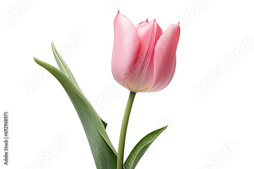 Tulip Flow Isolated on Transparent Background. Ai
