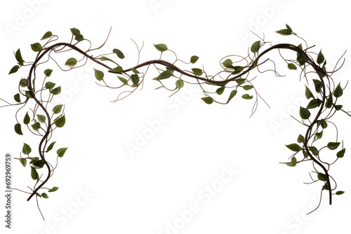 Graceful Hair Vine Imagery Isolated On Transparent Background