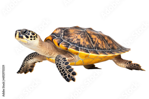 Graceful Hawksbill Encounter Isolated On Transparent Background