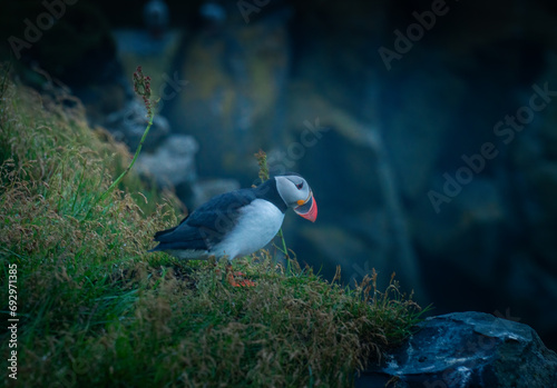 Adorable Puffin Portrait: Capturing the Charm of Iceland's Coastal Avian Wonders (ID: 692971385)