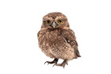 Feathered Enigma Discovering the New Caledonian Owlet Night Isolated On Transparent Background